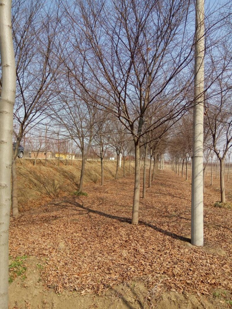 江苏榉树价格苗圃规格齐全无中介