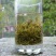 百年大树茶三级