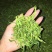 普洱茶