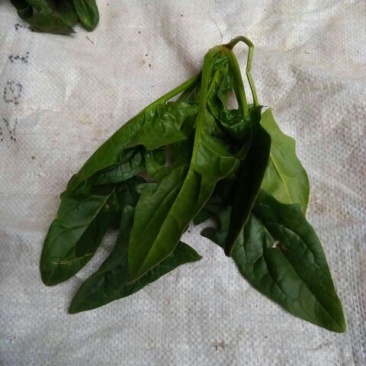 越冬菠菜20~25厘米