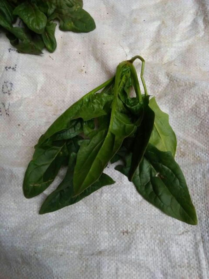 越冬菠菜20~25厘米