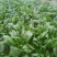 大叶菠菜20~25厘米