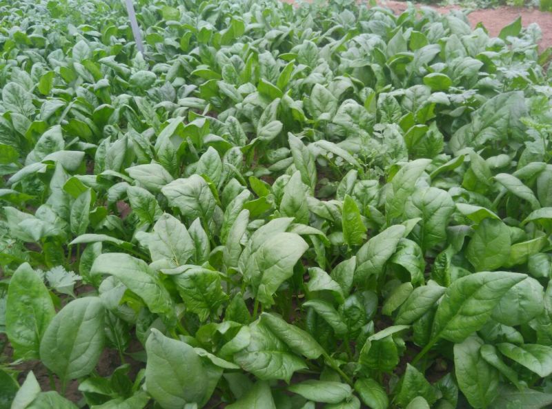 大叶菠菜20~25厘米