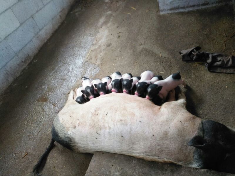 巴马香猪