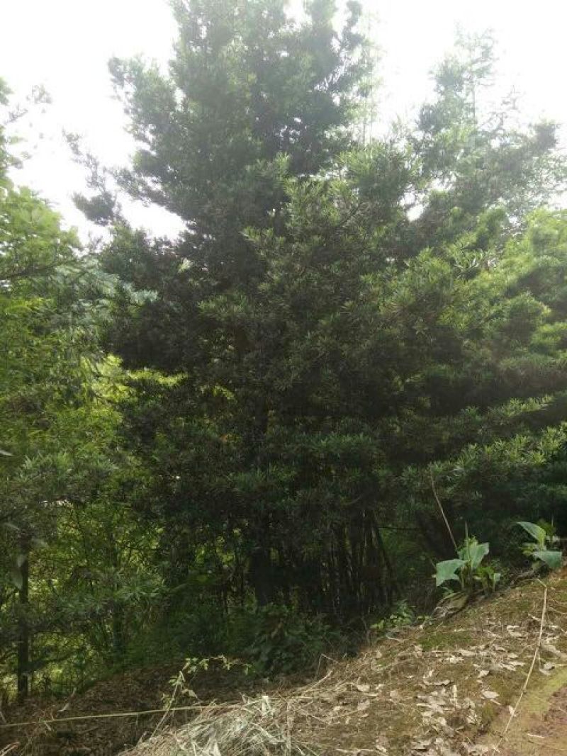 罗汉松14~16cm10~12cm3~3.5米