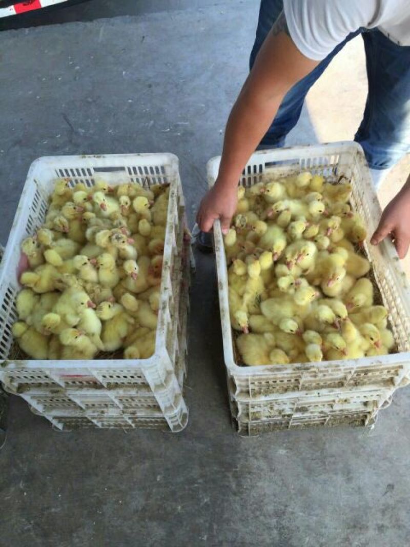 鹅苗250g以下