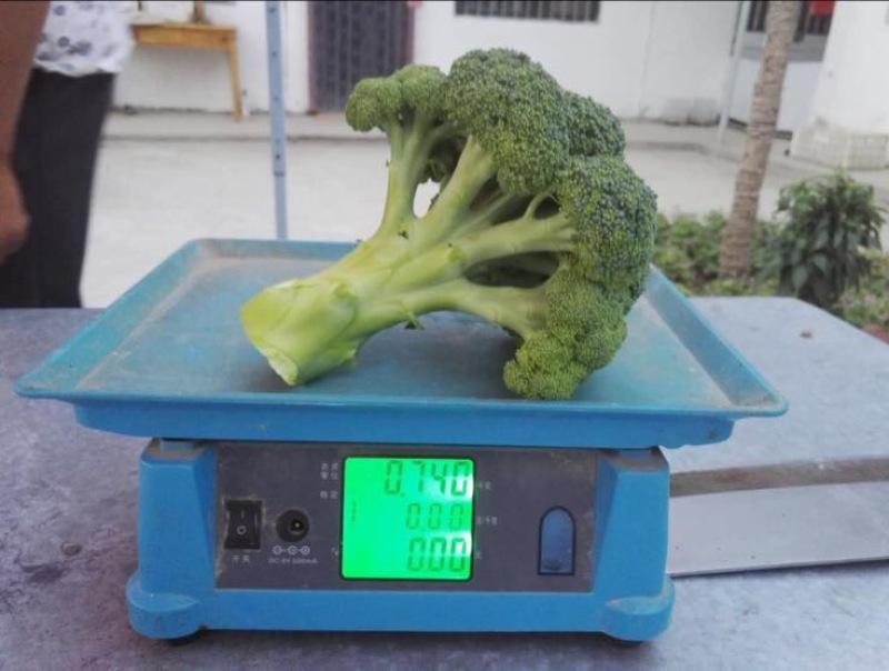 优秀西兰花