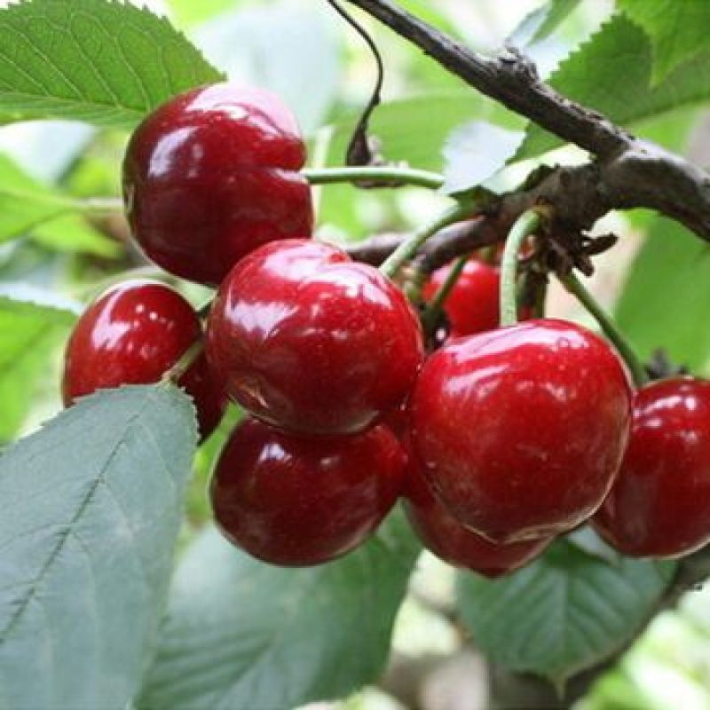 陕西美早樱桃批发沙蜜拖樱桃批发布鲁克斯樱桃批发
