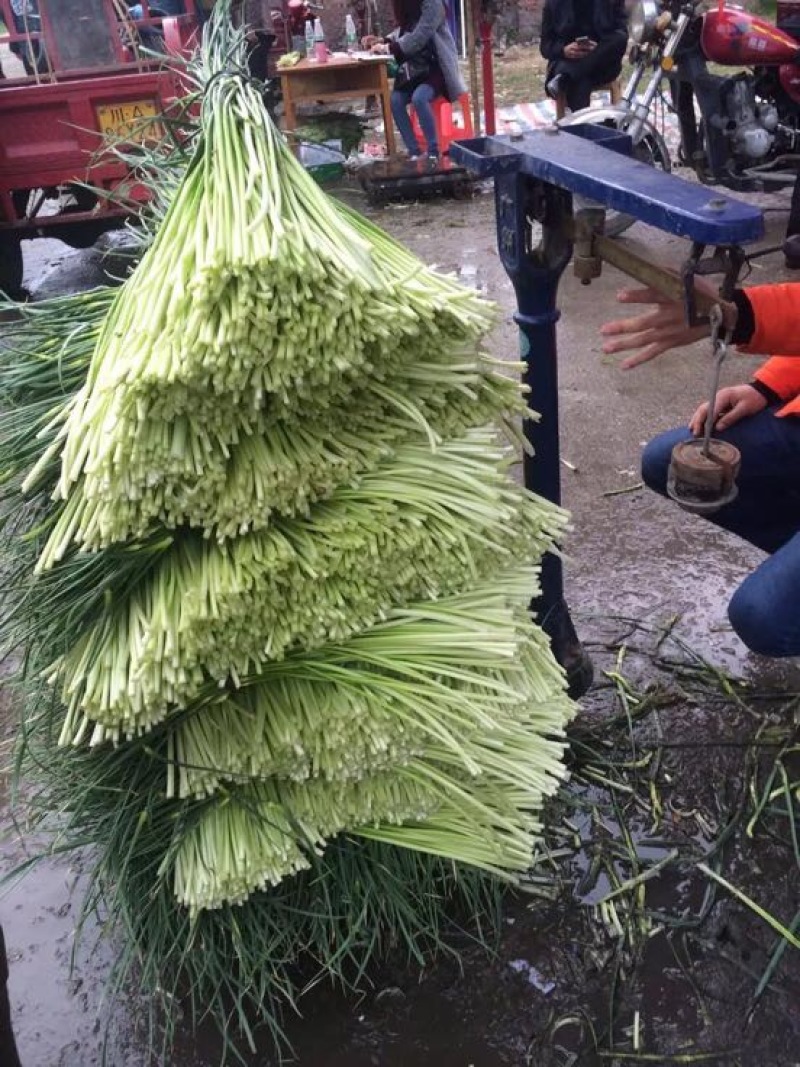 彭州精品白帽蒜薹精品40~50cm，大量上市了哦