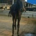 德州驴400~500斤