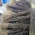 花椒苗1~2年，花椒苗基地直销，大红袍花椒苗