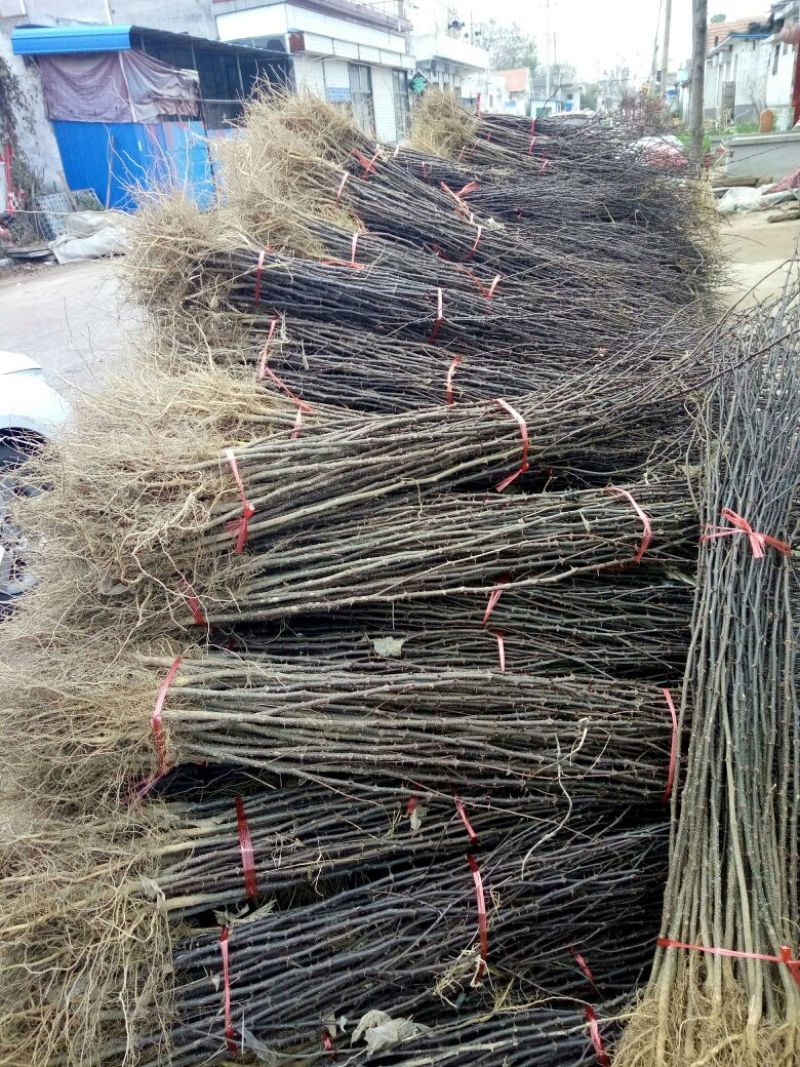 花椒苗1~2年，花椒苗基地直销，大红袍花椒苗