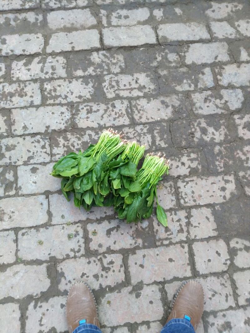 大叶菠菜15~20厘米