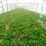 小叶菠菜15~20厘米