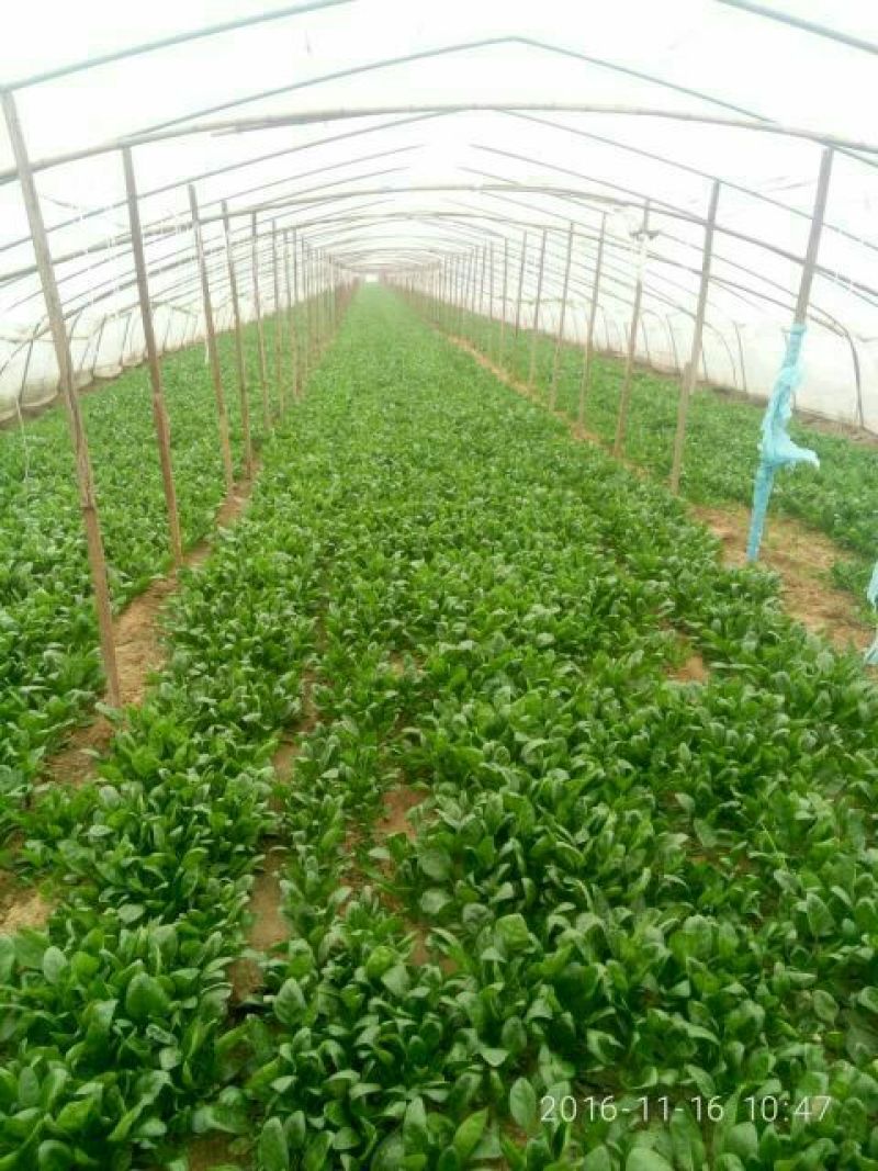 小叶菠菜15~20厘米