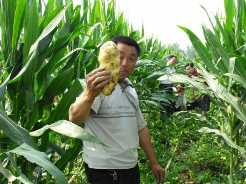 山东平阴精品荷兰十五土豆/个大椭圆圆滑/可视频看货