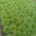 苦菊20~25cm