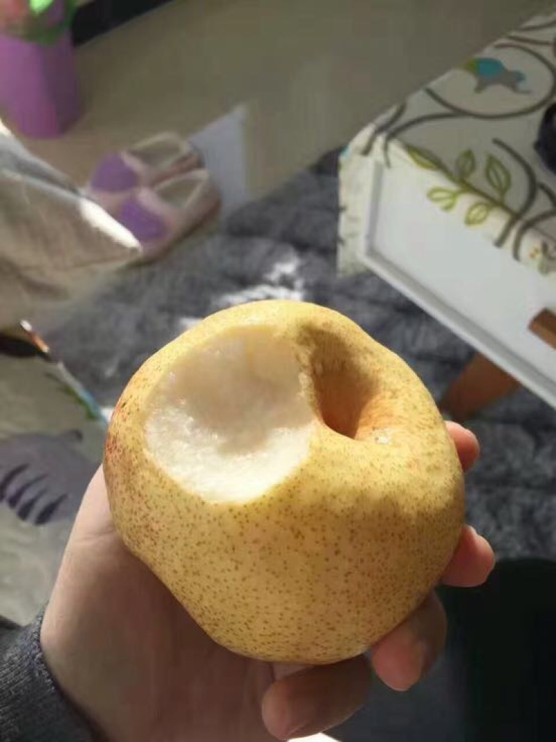 贡梨