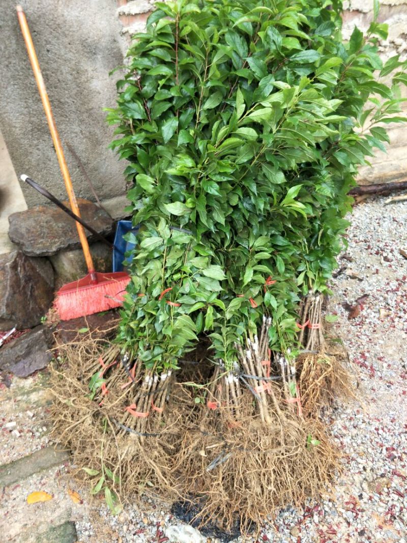 三华李树苗40~50cm