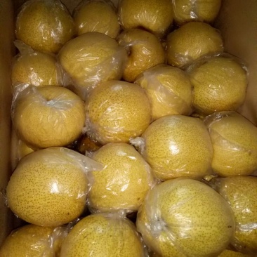 砀山梨膜袋