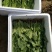 菠菜25~30厘米