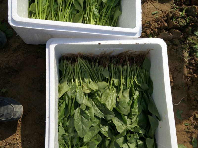 菠菜25~30厘米
