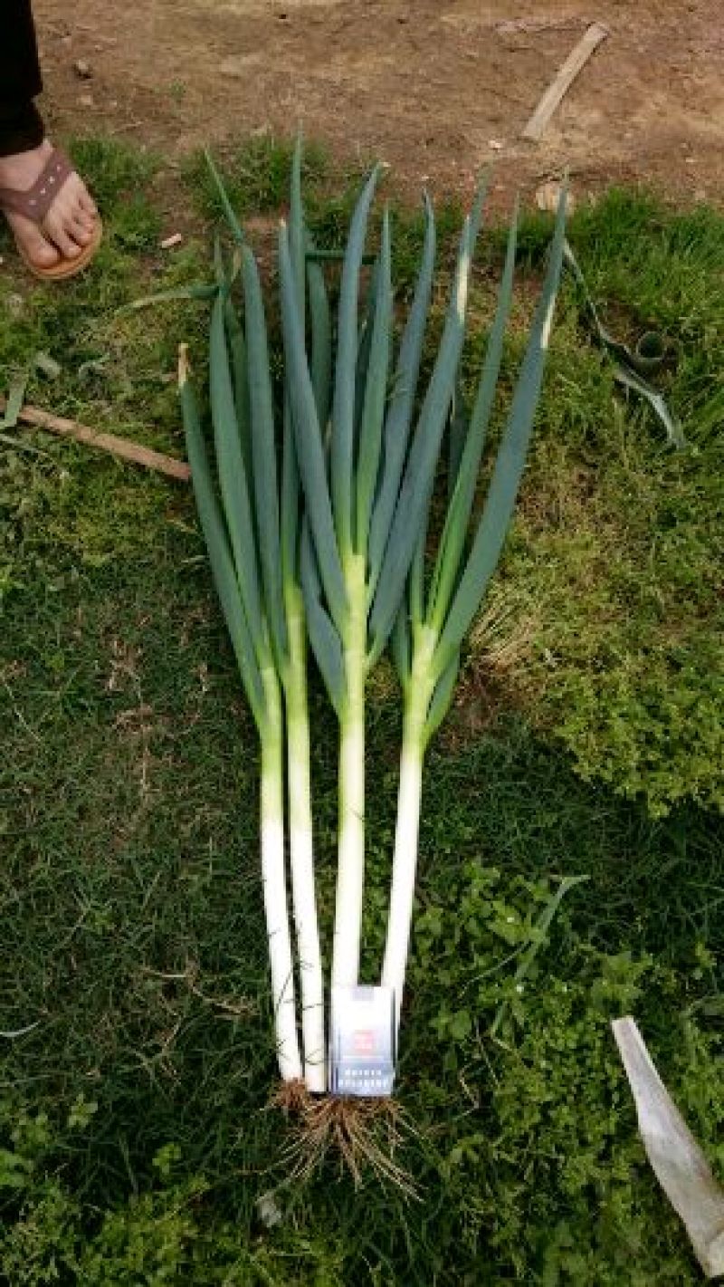 福建漳浦精品大葱，毛葱，箱葱，网袋葱（沙地种植）