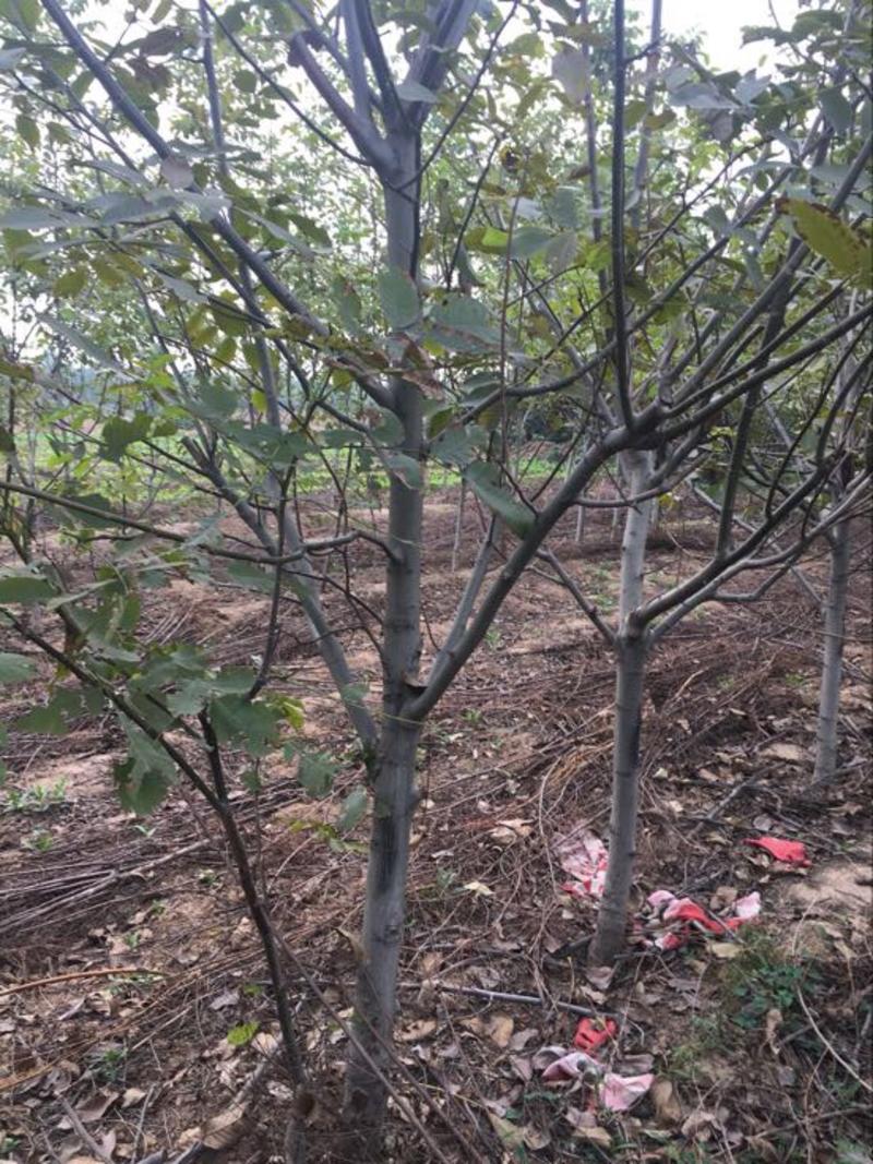 核桃树品种多规格多3-15公分量大绿化占地土球裸根