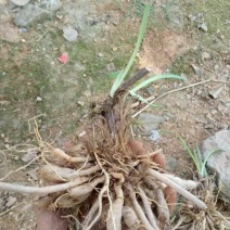 黄花菜种苗50cm以上花期长可达4个月
