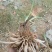 黄花菜种苗50cm以上花期长可达4个月