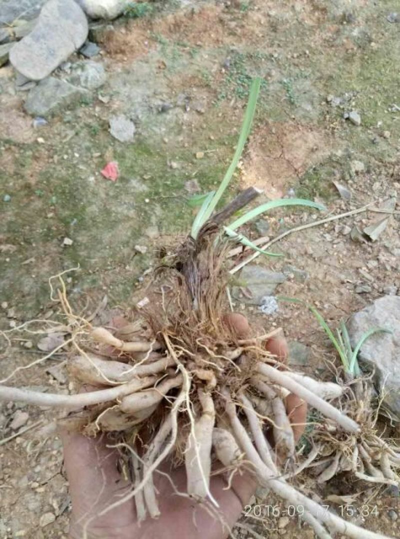 黄花菜种苗50cm以上花期长可达4个月
