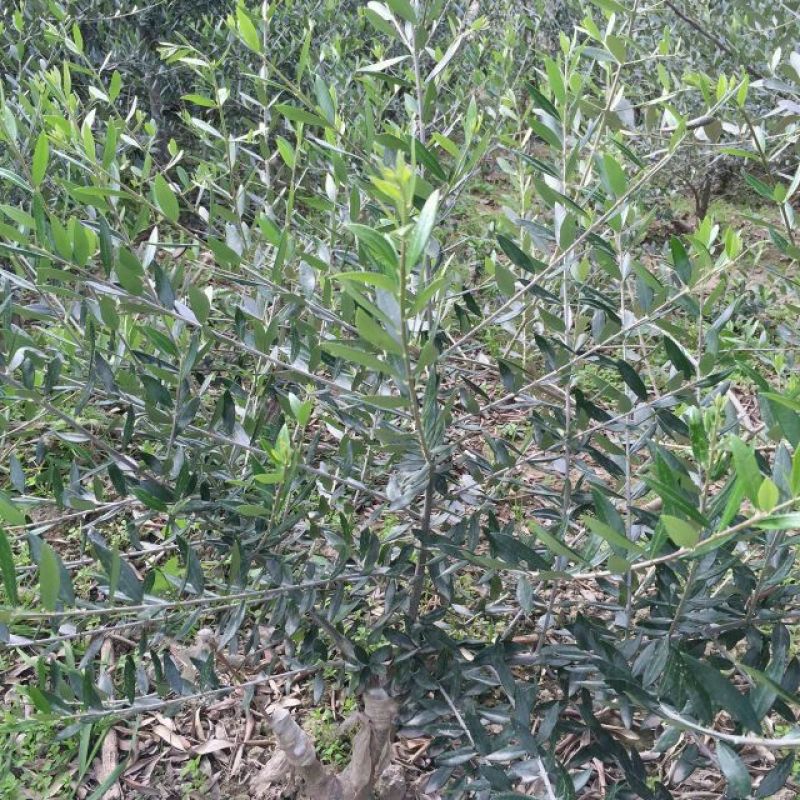 地径0.5-0.8cm橄榄树苗