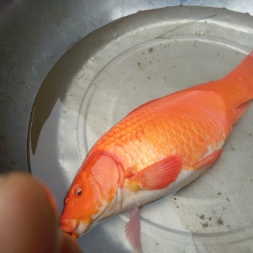 红鲤水花