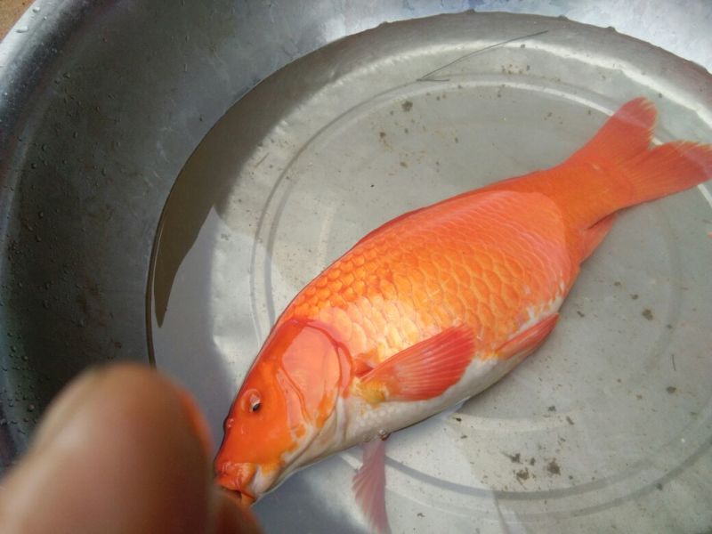 红鲤水花