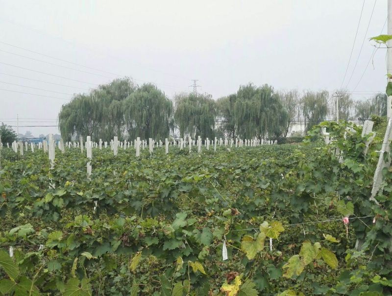 夏黑葡萄苗免费技术指导