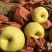 酥梨100~150g纸袋