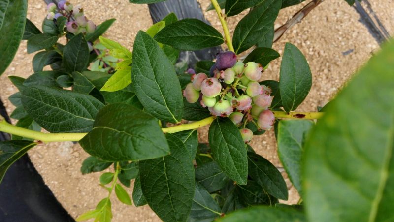 蓝丰蓝莓12~14mm以上