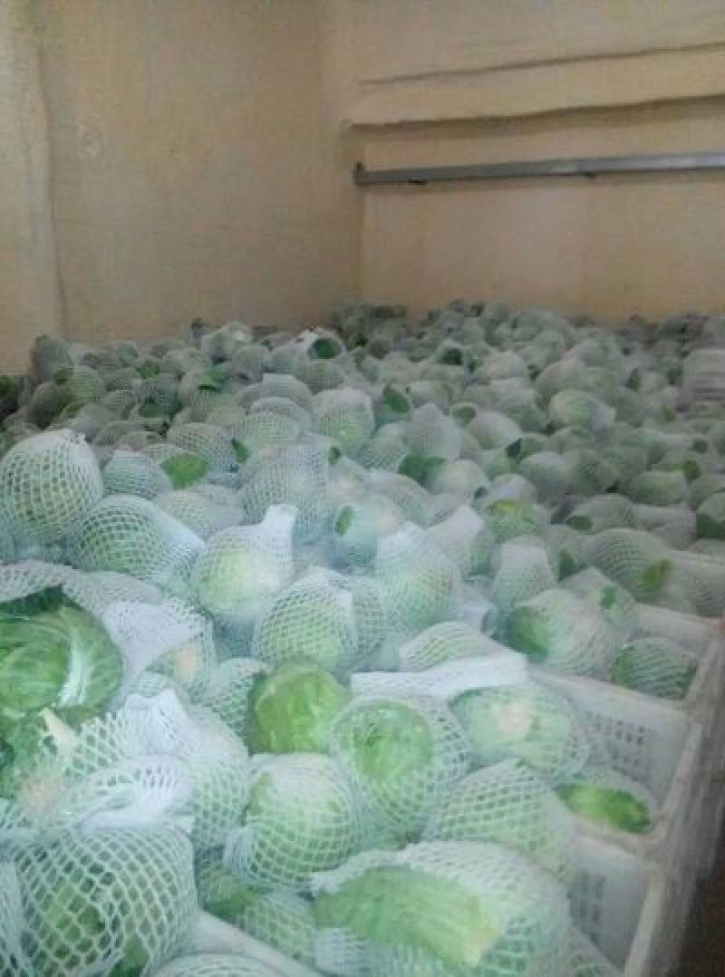 邯郸甘蓝货源充足，质量好。可散装，袋装，冷库打冷。