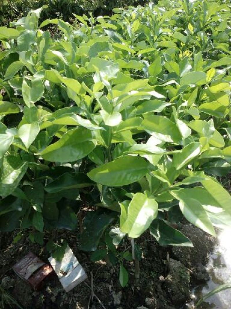 泰国红宝石青柚苗青皮柚苗绿翡翠青柚苗三红蜜柚树苗