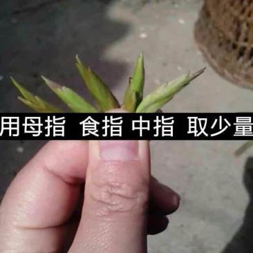 普洱茶
