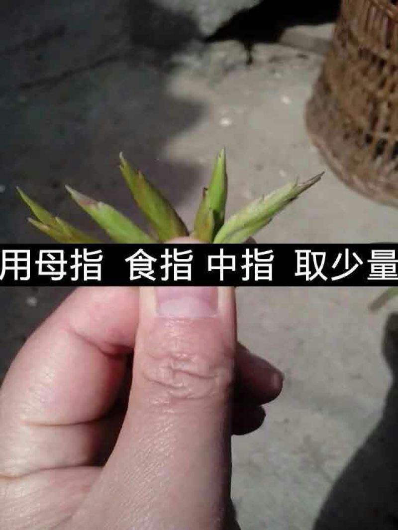 普洱茶