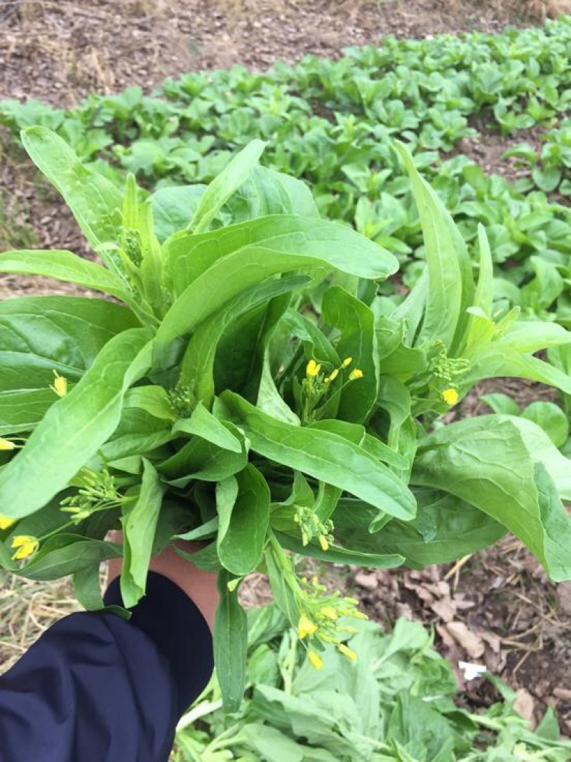 白菜苔