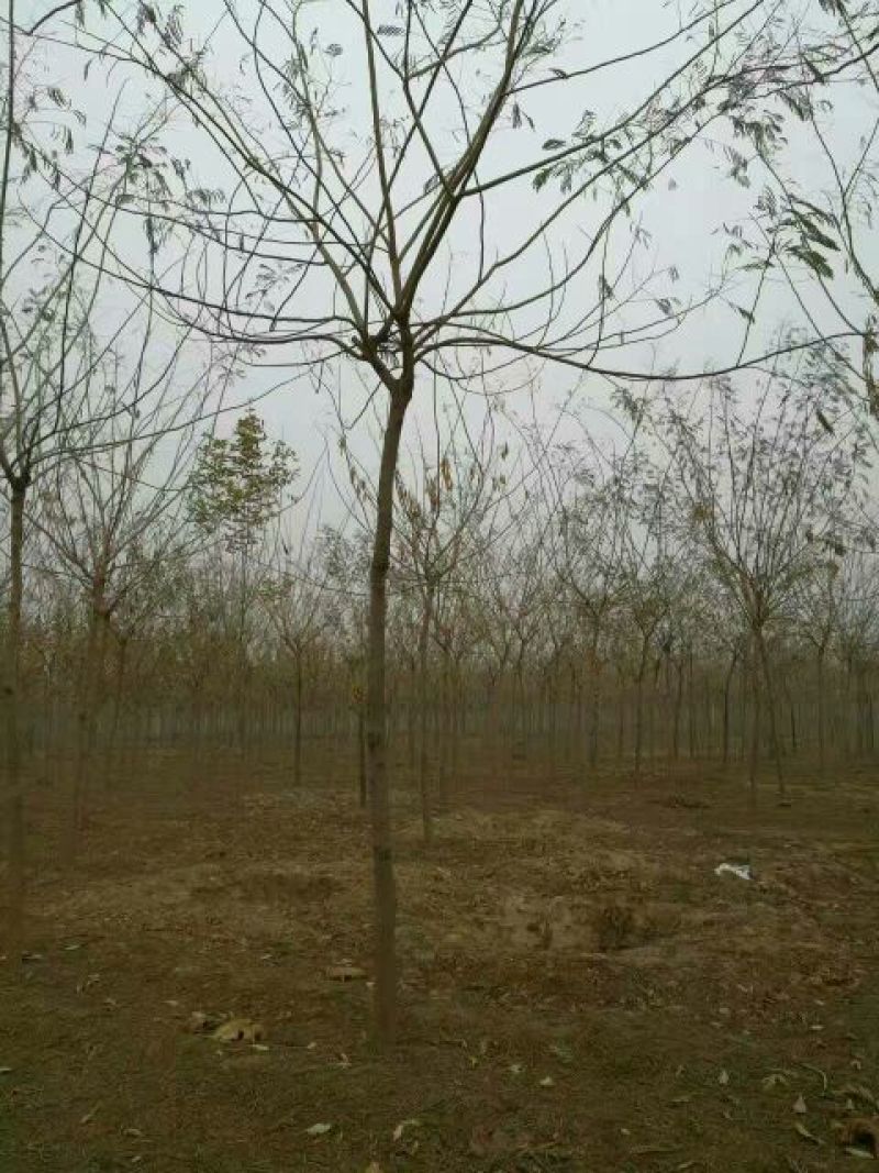 合欢8~10cm