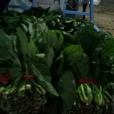 大叶菠菜15~20厘米