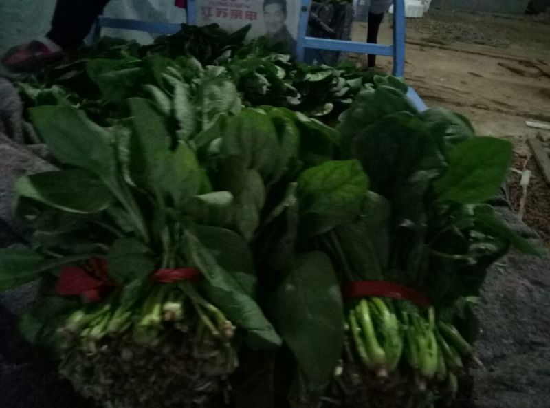 大叶菠菜15~20厘米