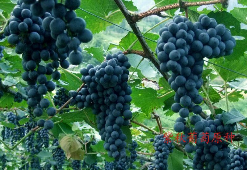 葡萄苗1年30~50cm