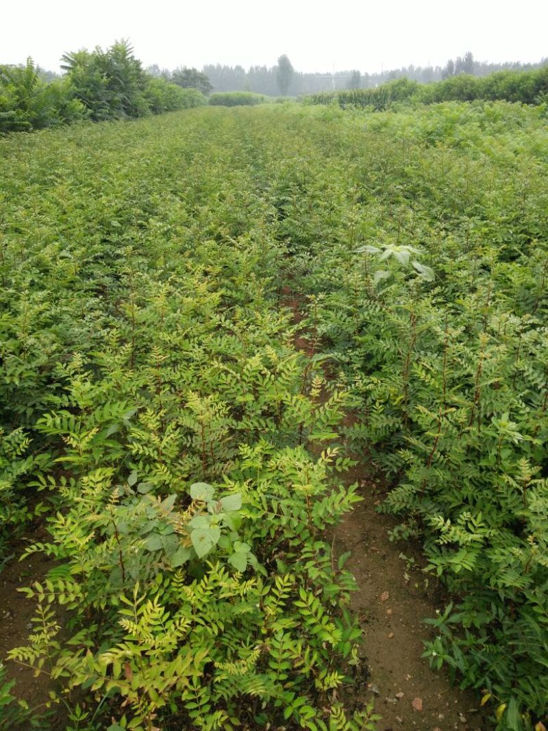 花椒苗种植基地大量出售花椒苗大红袍狮子头