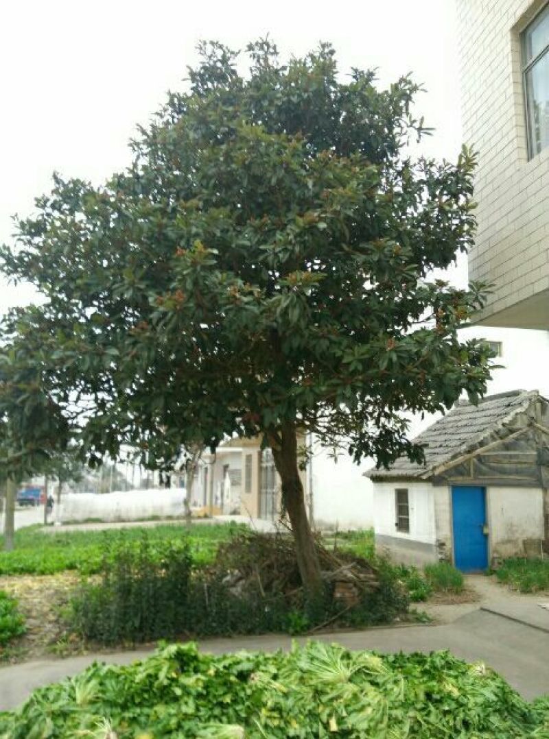 枇杷树10cm以下