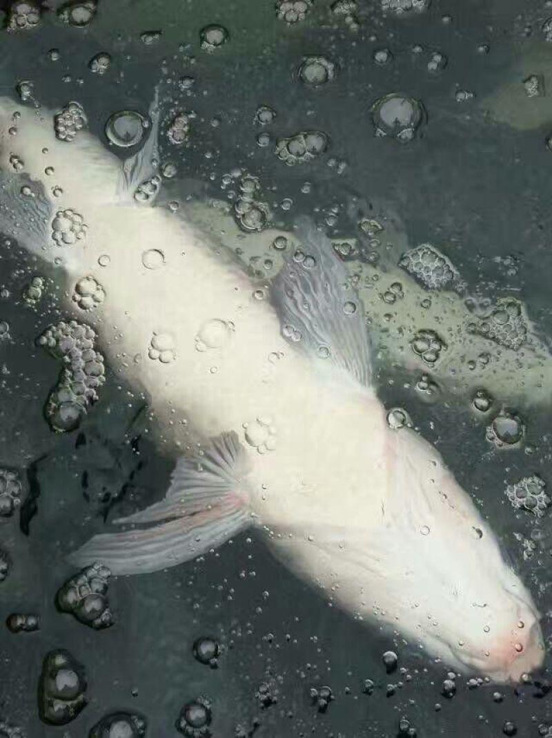 青鱼鱼苗活鱼