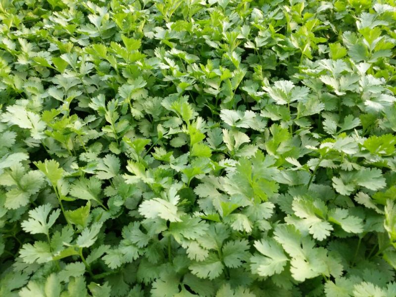 山东德州精品大叶香菜叶大棵粗品质保证